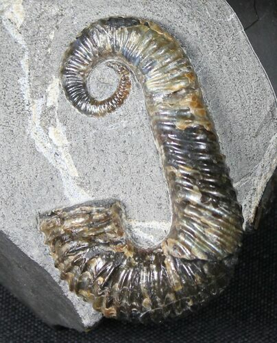 Heteromorph (Acrioceras) Ammonite - Russia #31371